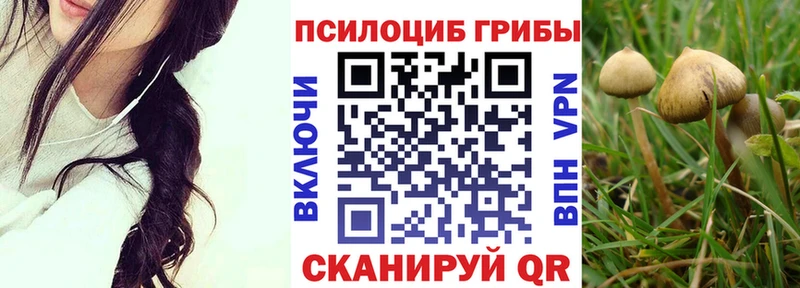 omg ССЫЛКА  Ленинградская  Псилоцибиновые грибы Psilocybine cubensis  даркнет сайт 